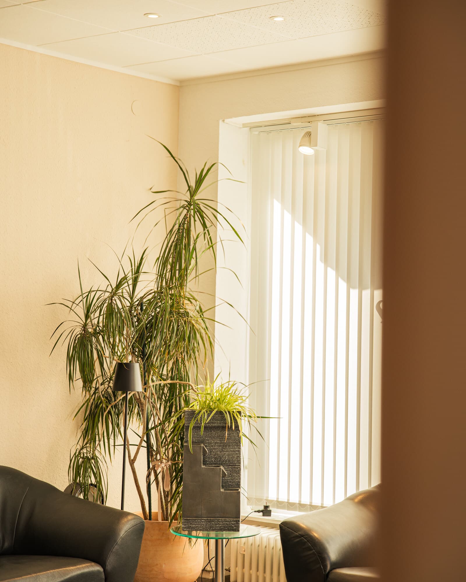 Houseplant and armchair by the window of the waiting area